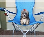 Small Photo #5 Mal-Shi Puppy For Sale in SANTA CLARITA, CA, USA