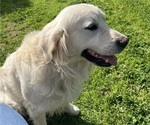 Small Photo #1 English Cream Golden Retriever Puppy For Sale in PLYMOUTH, CA, USA