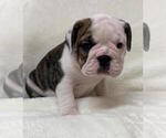 Small Photo #3 English Bulldog Puppy For Sale in CHARLESTON, SC, USA