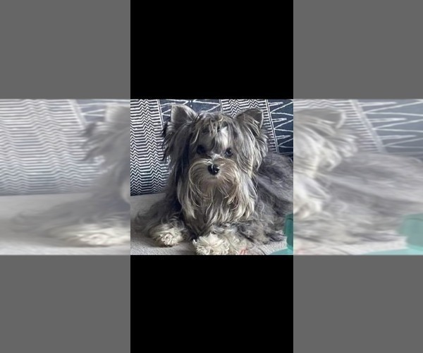 Medium Photo #1 Yorkshire Terrier Puppy For Sale in TEMPE, AZ, USA