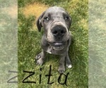 Small Photo #10 Great Dane Puppy For Sale in ZION, IL, USA