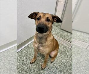 Shepradors Dogs for adoption in Salisbury, NC, USA