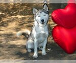 Small Photo #3 Siberian Husky Puppy For Sale in West Valley, UT, USA