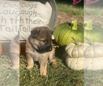 Small Photo #10 German Shepherd Dog Puppy For Sale in ROCKFIELD, KY, USA