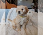 Small Photo #6 Lhasa Apso Puppy For Sale in PHOENIX, AZ, USA