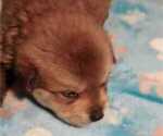 Small Photo #18 Great Pyrenees-Rottweiler Mix Puppy For Sale in SALEM, AR, USA