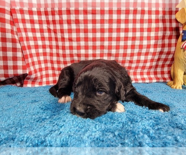 Medium Photo #6 Golden Mountain Dog Puppy For Sale in BLACK FOREST, CO, USA