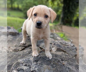 Golden Retriever-Unknown Mix Dogs for adoption in Vail, AZ, USA