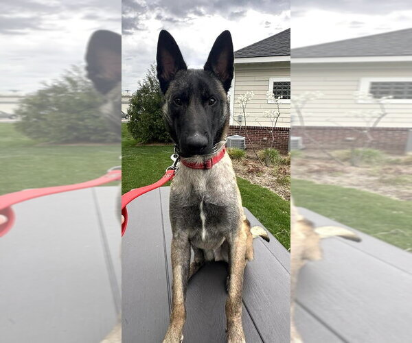 Medium Photo #6 German Shepherd Dog-Unknown Mix Puppy For Sale in Imlay City, MI, USA