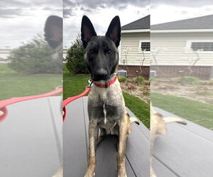 Beau - Located in LA - Male German Shepherd Dog-Unknown Mix Dog for Adoption - Photo #6