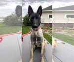 Small #5 German Shepherd Dog Mix