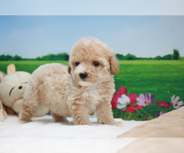 Medium Photo #4 Poodle (Toy) Puppy For Sale in LOS ANGELES, CA, USA