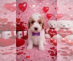 Puppy Milo Goldendoodle (Miniature)