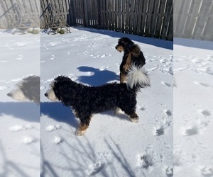 Mother of the Bernedoodle puppies born on 02/15/2025