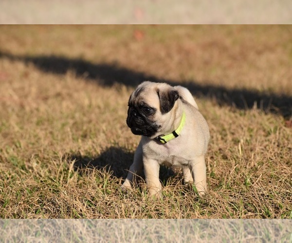 Medium Photo #5 Pug Puppy For Sale in PALM COAST, FL, USA