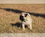 Small #4 Pug