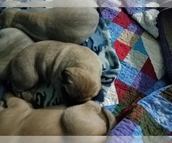 Medium Photo #4 Bullmastiff Puppy For Sale in REDGRANITE, WI, USA