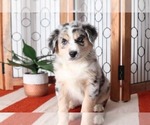 Small Photo #3 Australian Shepherd Puppy For Sale in NAPLES, FL, USA