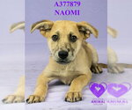 Small #1 German Shepherd Dog Mix