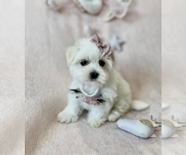 Medium Photo #15 Maltese Puppy For Sale in FORT LAUDERDALE, FL, USA