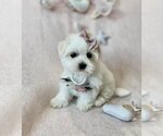 Small Photo #15 Maltese Puppy For Sale in FORT LAUDERDALE, FL, USA