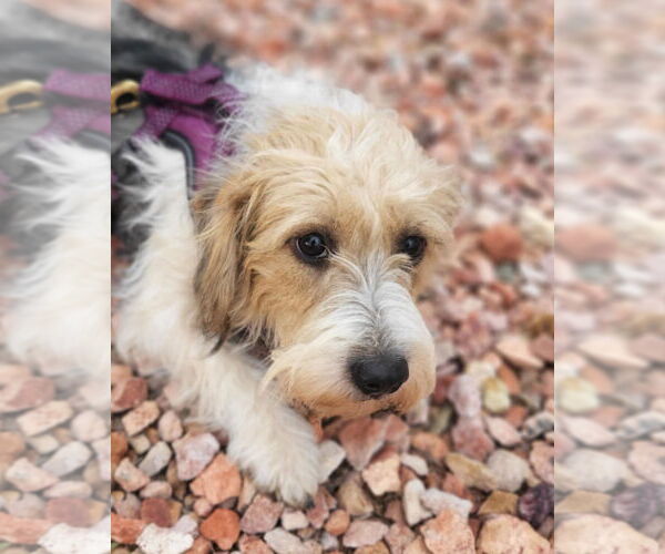 Medium Photo #2 Parson Russell Terrier-Unknown Mix Puppy For Sale in Phoenix, AZ, USA