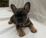 Small Photo #1 French Bulldog Puppy For Sale in CAMARILLO, CA, USA