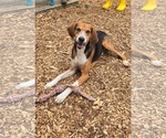 Small #10 Mutt