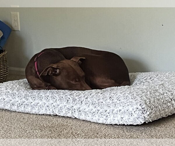 Medium Photo #1 Chocolate Labrador retriever-Doberman Pinscher Mix Puppy For Sale in Minneaoplis, MN, USA