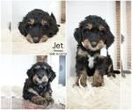Small Photo #5 Bernedoodle Puppy For Sale in FLOYD, IA, USA