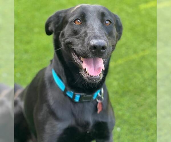 Medium Photo #2 Labrador Retriever-Unknown Mix Puppy For Sale in San Diego, CA, USA