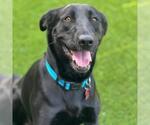 Small #1 Labrador Retriever Mix