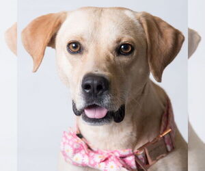 Labrador Retriever-Unknown Mix Dogs for adoption in Jefferson, WI, USA