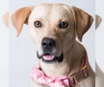Small Labrador Retriever Mix