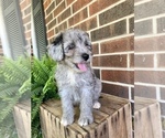 Small Photo #6 Aussiedoodle Miniature  Puppy For Sale in KNOB NOSTER, MO, USA