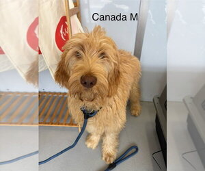 Golden Retriever Dogs for adoption in Studio City, CA, USA