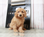 Small Photo #4 Goldendoodle (Miniature) Puppy For Sale in MARIETTA, GA, USA