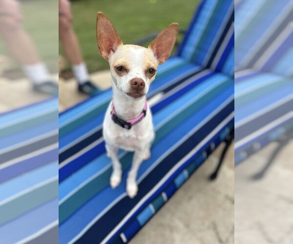 Medium Photo #2 Chihuahua-Unknown Mix Puppy For Sale in Euless, TX, USA