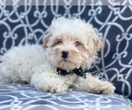 Small Photo #10 Maltipoo Puppy For Sale in LAKELAND, FL, USA