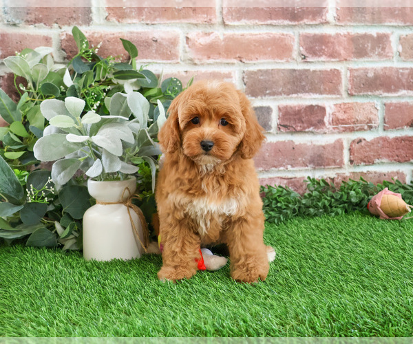 Medium Photo #20 Goldendoodle mix (+ Poodle Miniature) Puppy For Sale in SYRACUSE, IN, USA