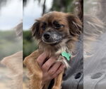 Small Chihuahua Mix