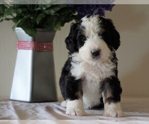 Bernedoodle Puppy for sale in FREDERICKSBG, OH, USA
