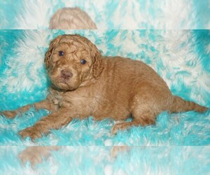 Labradoodle mix (+ Poodle Standard) Puppy for sale in LA HABRA, CA, USA
