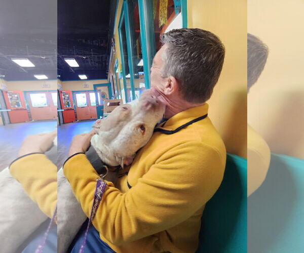 Medium Photo #7 Mutt Puppy For Sale in Virginia Beach, VA, USA