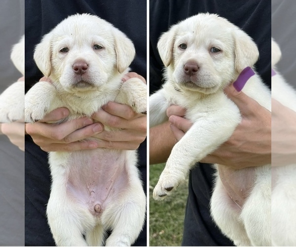 Medium Photo #1 Labrador Retriever Puppy For Sale in LEXINGTON, VA, USA