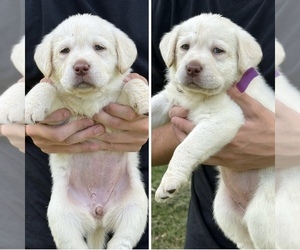 Labrador Retriever Puppy for sale in LEXINGTON, VA, USA