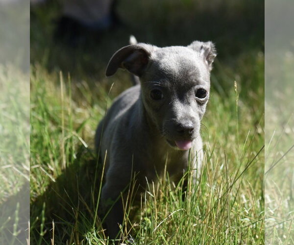 Medium Photo #8 Chihuahua Puppy For Sale in Mechanicsburg, PA, USA