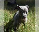 Small #7 Chihuahua