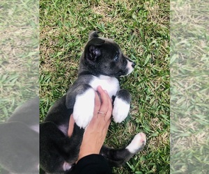 American Pit Bull Terrier-Siberian Husky Mix Puppy for sale in PALM COAST, FL, USA