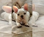 Goku - Male French Bulldog Puppy for Sale - Photo #8